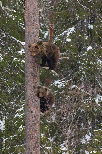 Obraz brown bear cub