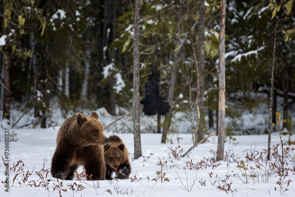 Obraz brown bear in the snow