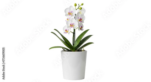 Fototapeta Artificial white orchid plant in pot for home decoration isolated on transparent background