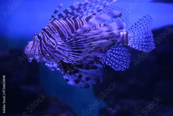 Fototapeta Lionfish (dendrochirus zebra), fish in an aquarium	