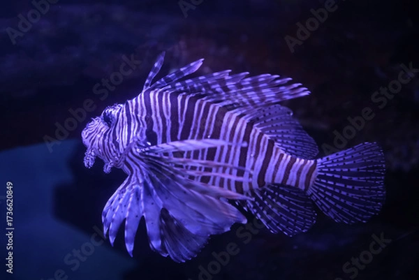 Fototapeta Lionfish (dendrochirus zebra), fish in an aquarium	