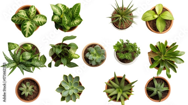 Obraz Assorted Potted Houseplants – Top-Down Botanical Flatlay