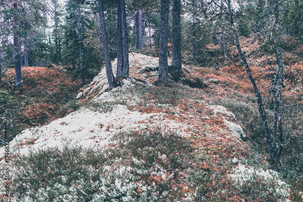 Fototapeta Autumn landscape from the Kalvberget coniferous forest reserve of the Totenåsen Hills, Norway.