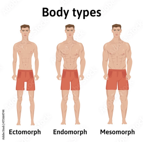 Obraz Constitution of human body. Man body types. Endomorph, ectomorph and mesomorph. Athletic young men in shorts. Vector illustration, isolated on white background.