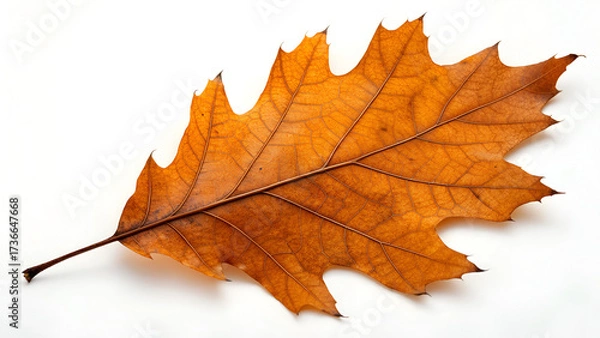 Fototapeta Red northern oak leaf isolated on a white background, top view. Nature concept.. yellow maple leaf