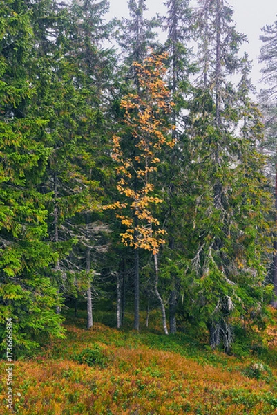 Fototapeta Autumn landscape from the Kalvberget coniferous forest reserve of the Totenåsen Hills, Norway.