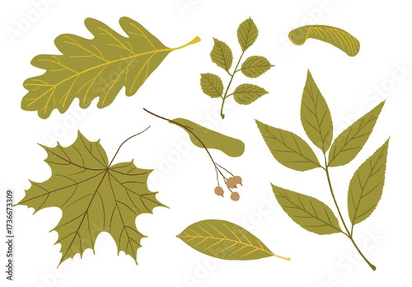 Fototapeta Autumn green leaves. Set different leaves of maple, oak and other trees. Autumn decoration in flat style.