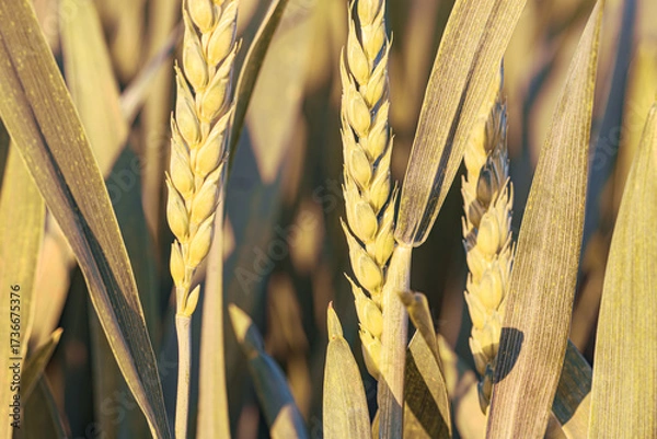 Fototapeta Wheat in the field close up