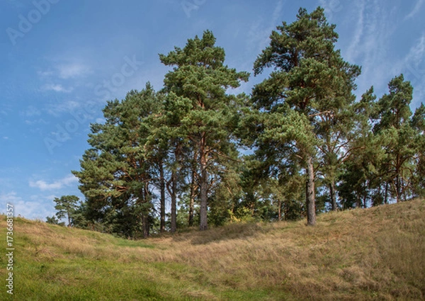 Fototapeta Pine trees on a grassy hillside under blue sky