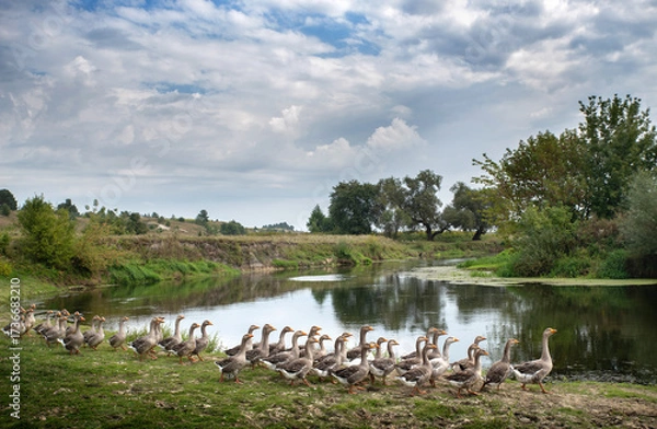 Fototapeta Flock of geese near river