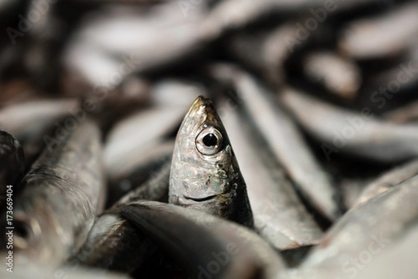 Fototapeta Close-Up Of One European Sardine Or Sardina Pilchardus In A Larger Pile Of Freshly Caught Sardines Lined Up For Sale In Greek Fish Market