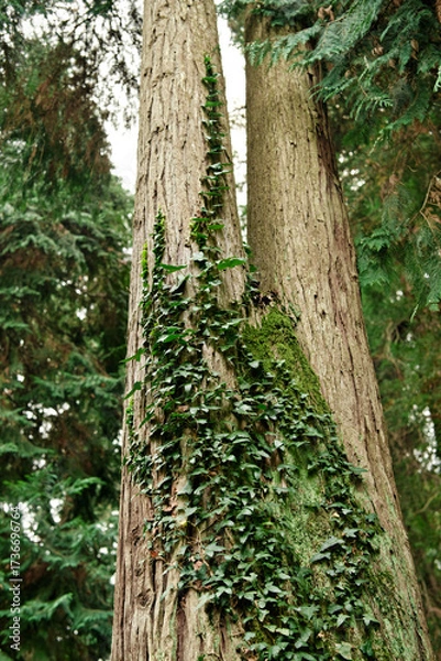 Obraz Ivy climbing plant with green leaves on a tree trunk