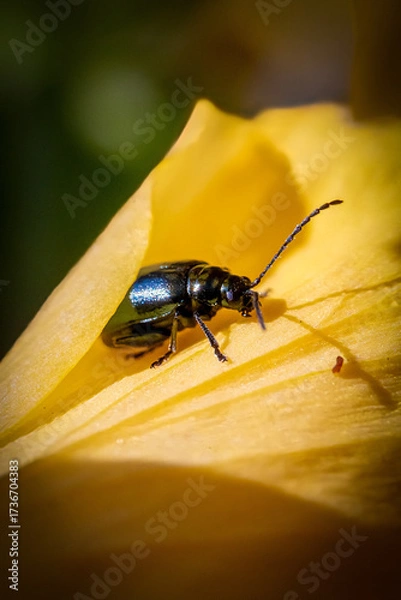 Obraz colorado potato beetle