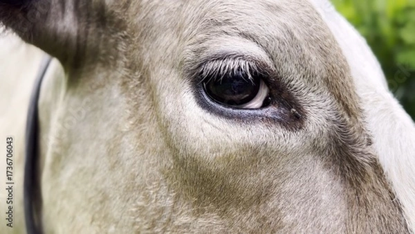 Fototapeta Close up to eye of cute gray cow at lawn. Sight of a friendly mammal animal at countryside. Profile of beautiful kine grazing outdoor. Cattle on pasture. Concept of livestock husbandry