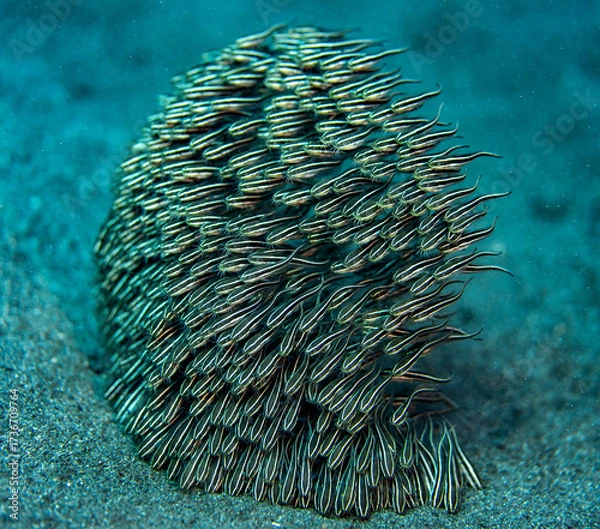 Fototapeta A School of juvenile Striped catfish on a sandy bottom in the tropical waters outside Bali, Indonesia