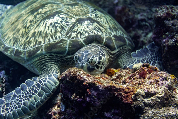 Fototapeta A Green sea turtle resting on a reef in Bunaken National Marine Park, Indonesia