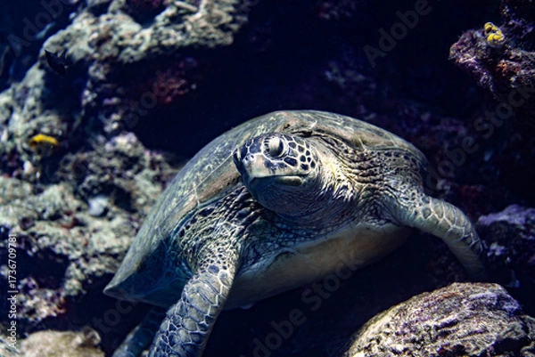 Fototapeta A green sea turtle resting on a reef in Bunaken Marine National Park, North Sulawesi, Indonesia