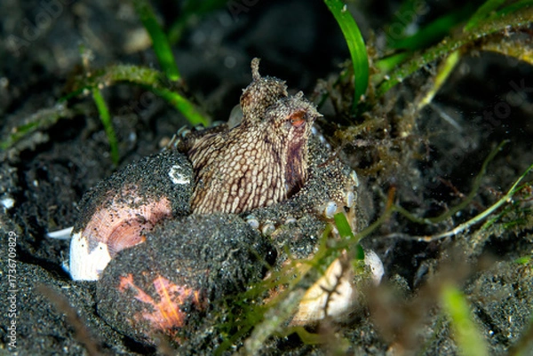 Fototapeta A Coconut octopus on a sandy bottomat nigth with two sea shells in Lembeh strait, North Sulawesi, Indonesia