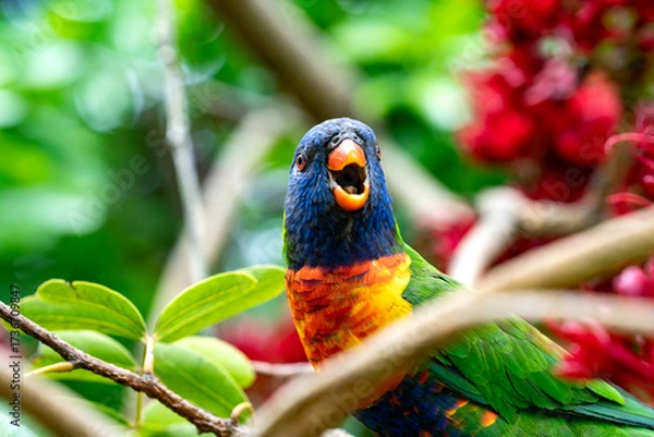 Fototapeta A colorful Rainbow lorikeet on a branch in Melbourne, Austalia