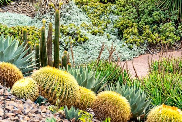Fototapeta A walk path going through a landscape full of cactus in the royal botanical gardens in Melbourne, Austalia