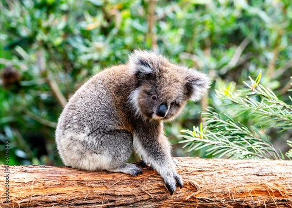 Fototapeta A Koala bear on a branch  in sanctuary in Victoria, Australia