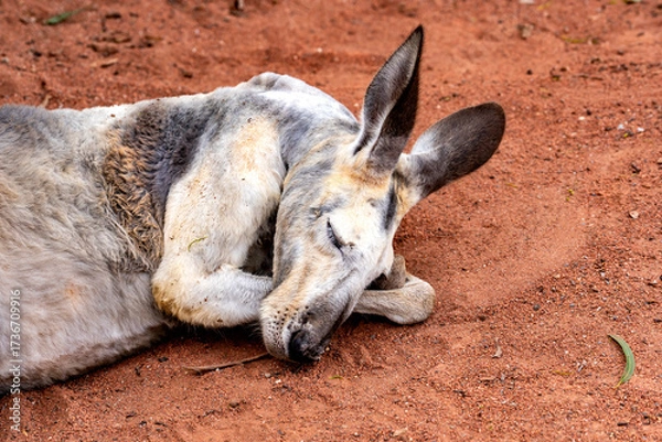 Fototapeta A closeup of a kangaroo sleeping on red sand in Vitoria, Australia