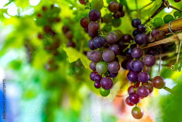 Fototapeta Grapes on a vine with green background