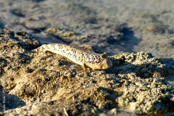Fototapeta A mudskipper resting on the shore on Maratua Island in the Derawan Achipelago outside Borneo