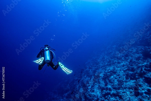 Fototapeta A diver descending on a reef in Maratua atoll in the Derawan archipelago in Indonesia