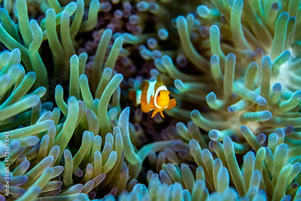 Fototapeta A colorful Clown fish in a Green and blue anemone coral outside Bali in Indonesia