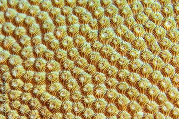 Fototapeta A closeup of a Honeycomb coral on a reef in the waters of Indonesia
