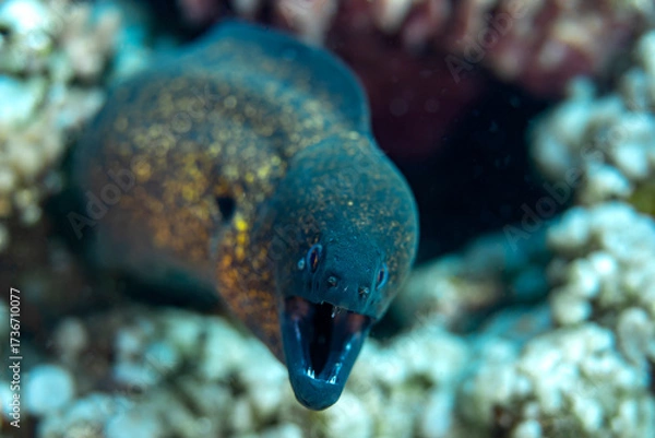 Fototapeta A Yellow Edged Moray eel with its mouth open  on a reef outside Bali, Indonesia