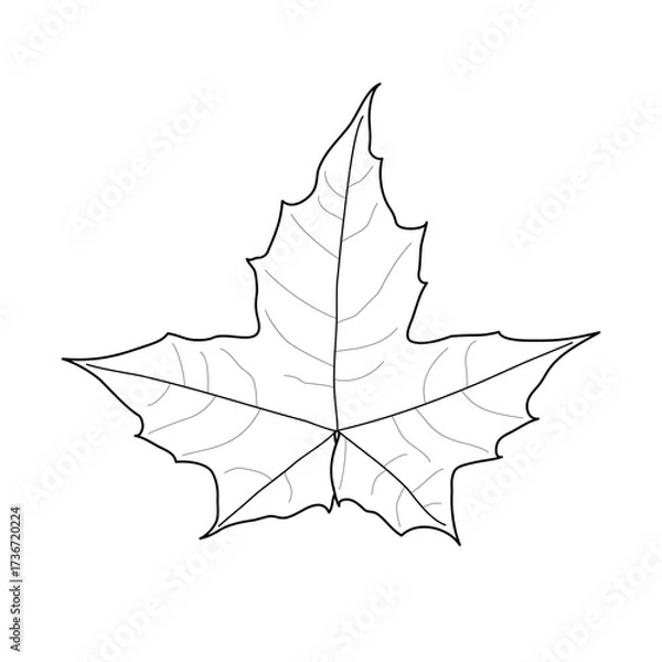 Obraz Black line maple leaf. Isolated black outline leaf of maple on white background