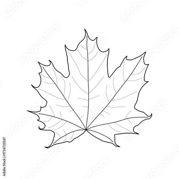 Fototapeta Black line maple leaf. Isolated black outline maple leaf on white background
