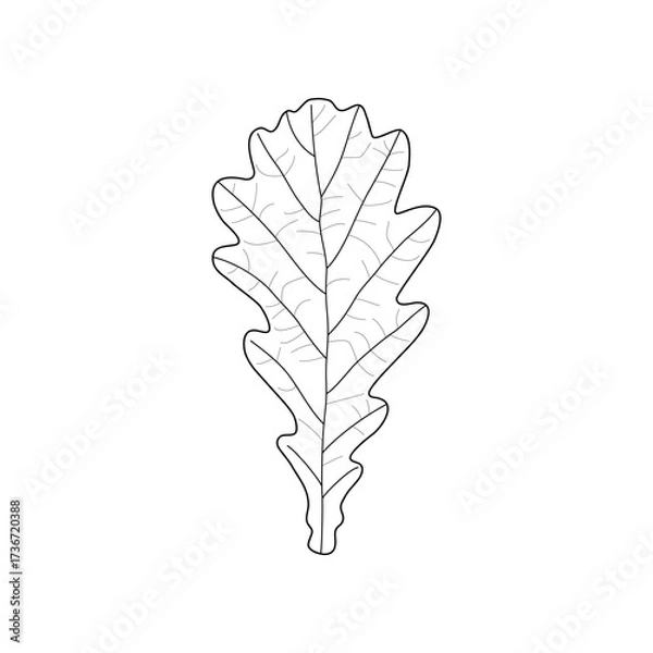 Obraz Black outline leaf of oak. Isolated black line leaf of oak on white background.