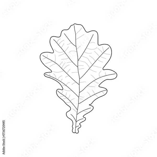 Obraz Black line leaf of oak. Isolated black outline leaf of oak on white background.