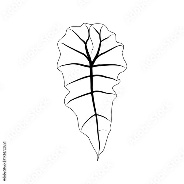 Fototapeta Black outline alocasia polly leaf. Isolated black line exotic leaf of alocasia poly on white background.