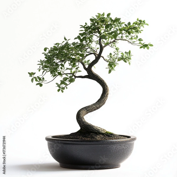 Obraz Bonsai tree with twisted trunk in decorative pot on white background  