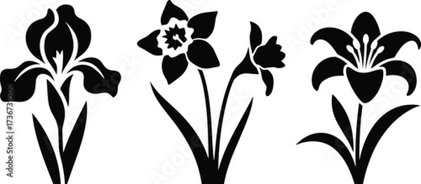 Fototapeta Three black silhouette flower icons of iris, daffodil, and lily on a white background floral black and white