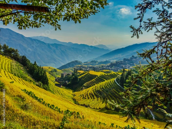 Fototapeta  Scenic view of Longji Rice Terraces in Guangxi, China, with golden fields and morning mist enveloping distant hills