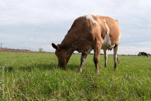 Obraz A cow grazes on fresh pasture. Natural grazing of cows.
