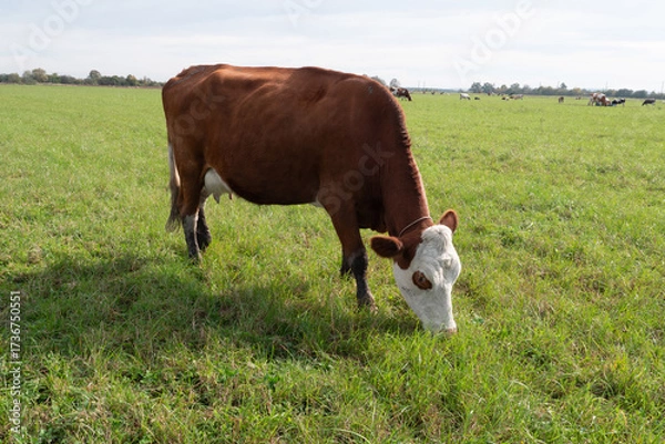 Obraz A cow grazes on fresh pasture. Natural grazing of cows.