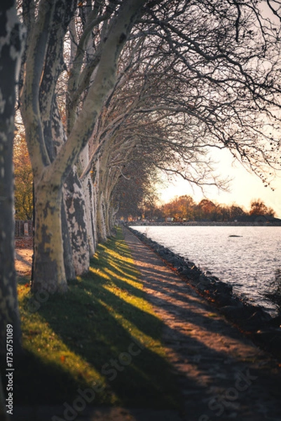 Fototapeta Autumn Tree-Lined Path at Balatonfoldvar, Lake Balaton