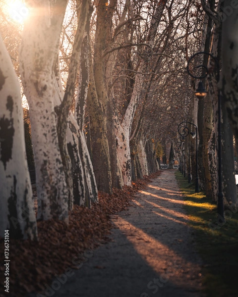Fototapeta Autumn Tree-Lined Path at Balatonfoldvar, Lake Balaton