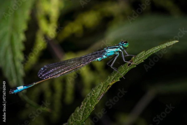 Obraz blue dragonfly on leaf