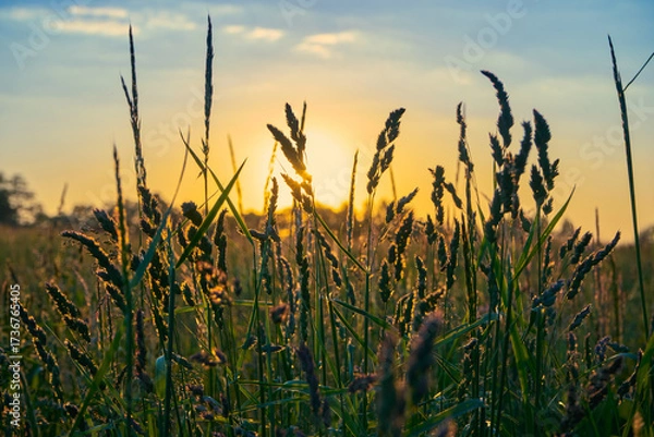 Obraz wheat field at sunset