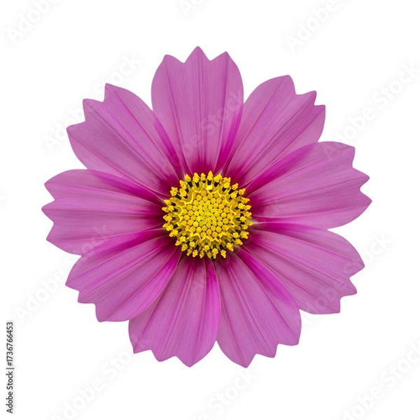 Obraz Vibrant pink cosmos flower with delicate petals and bright yellow center, perfect for spring design.