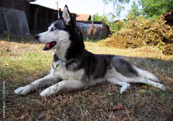 Obraz Gray and white Siberian Husky with piercing blue eyes lies on dry grass in a rustic backyard, looking alert and relaxed under natural daylight, wearing a chain collar.