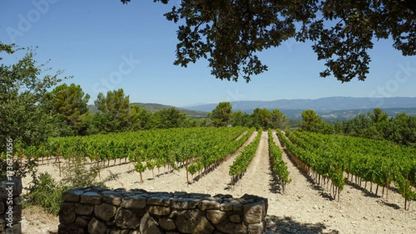 Fototapeta Vineyard Rows with Mountain View in Provence