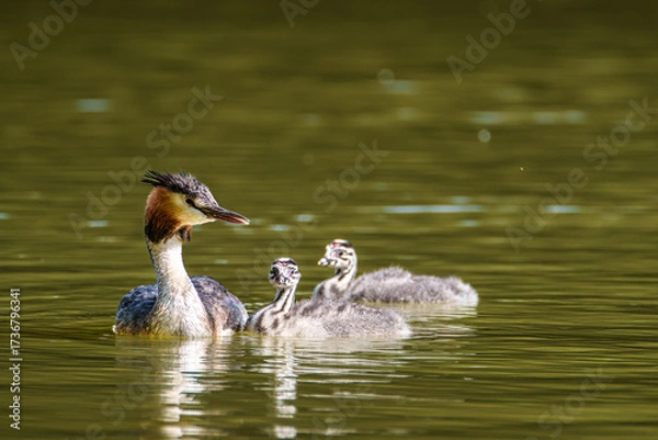 Fototapeta Family of Great Crested Grebe, Podiceps cristatus with beautiful orange colors, a water bird with red eyes.